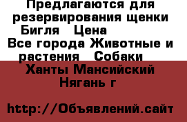 Предлагаются для резервирования щенки Бигля › Цена ­ 40 000 - Все города Животные и растения » Собаки   . Ханты-Мансийский,Нягань г.